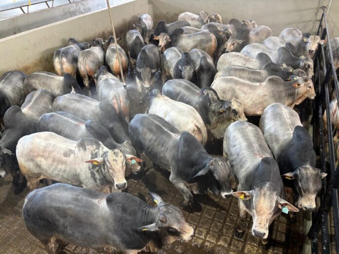 ACNB-Circuito-Nelore-de-Qualidade-desembarca-pela-primeira-vez-em-Assuncao-no-Paraguai-foto-divulgacao