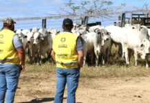 A partir de sábado, produtor terá 30 dias para atualizar cadastro agropecuário junto à Idaron