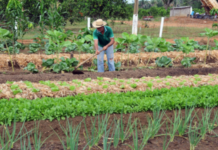Atuação do MPF evita remoção de famílias e garante reconhecimento de domínio público em área de 39 mil ha em RO