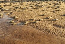 Apesar dos desafios ambientais, o Vale do Guaporé celebra a soltura de filhotes de tartaruga-da-Amazônia