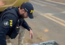 Mulher é Flagrada com 10 kg de Skunk em Ônibus Interestadual