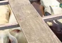 Polícia Civil realiza apreensão e devolução de gado roubado em Buritis