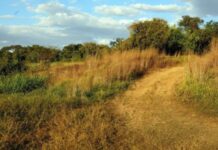 Fazenda de 952 hectares avaliada em R$ 22 milhões em Buritis é reconhecida como pública pela Justiça Federal