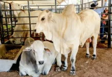 Governo de RO reduz ICMS do gado para fortalecer cadeia da carne e ampliar competitividade do setor