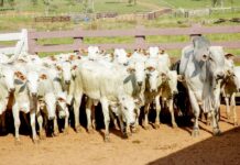 Emenda de Cláudia de Jesus garante R$ 85 mil para produtores de Mirante da Serra