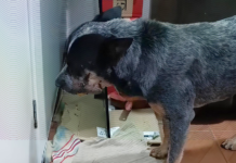 MP age rápido e prende homem acusado de crueldade contra cachorro com roçadeira