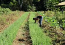 Cláudia de Jesus assegura investimento para a agricultura familiar de Vale do Paraíso